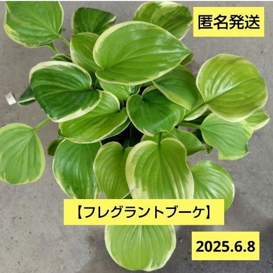 ホスタ【フレグラントブーケ】