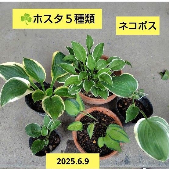 ホスタ5種類