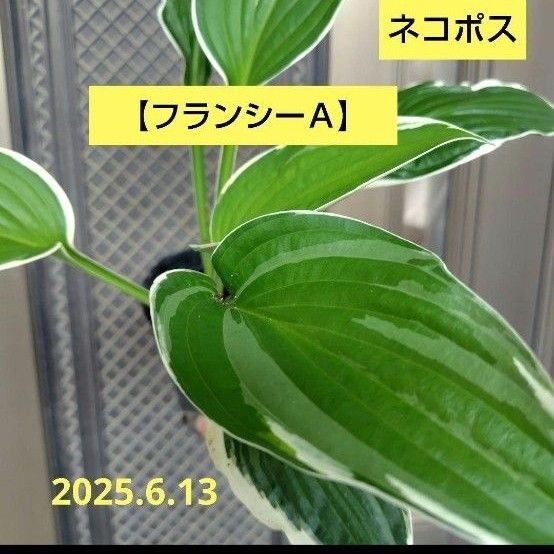 ホスタA【フランシー】