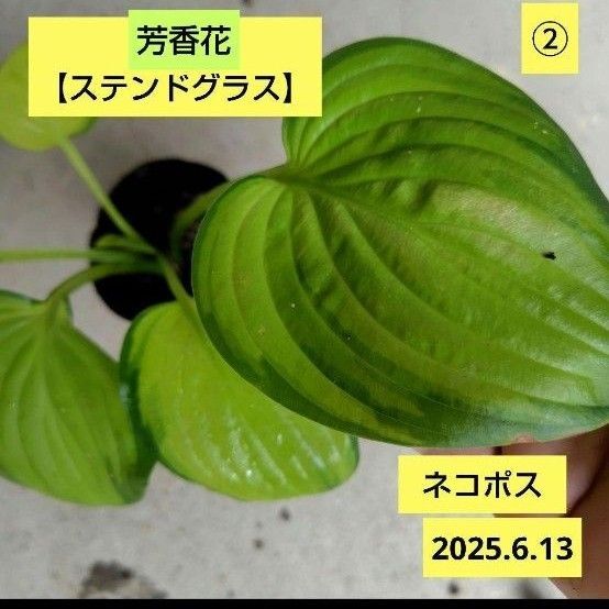 芳香花ホスタ②【ステンドグラス】