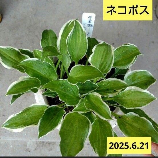 ホスタ ギボウシ【不明】