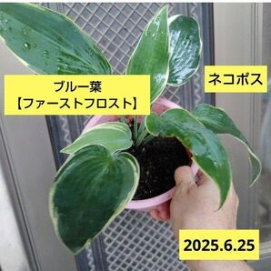 ホスタ【ファーストフロスト】