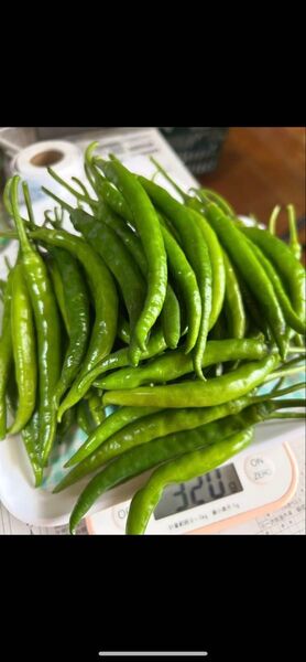 農家出品者による産地直送青唐辛子 300g スパイス 家庭料理にも♪