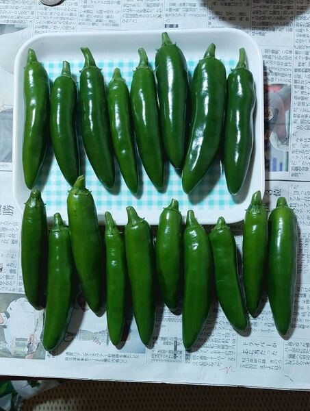 沖縄産 ハラペーニョ 農家直送 500g 美味しい サルサ タコス 醤油漬け 合格証有り