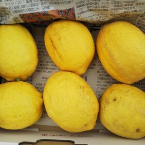 愛媛県産 無農薬レモン
