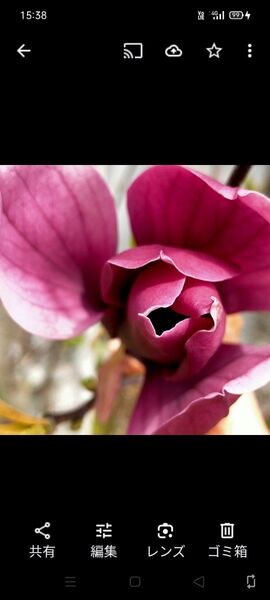 山野草 モクレンダークワインの色彩 チューリップのような紫の花 挿し穂販売