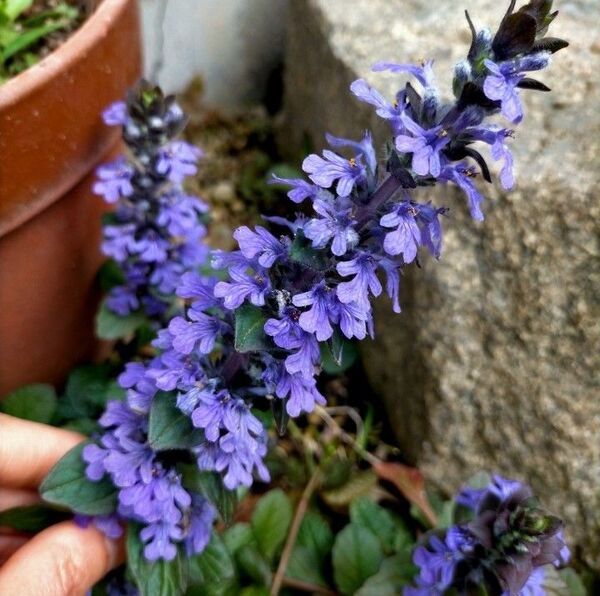 山野草 常緑多年草 小さな株 抜き苗