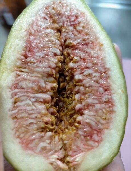 熟すとメロンよりも甘だるしい、 たっぷり皮まで蜜が入る巨大イチジク苗 約5cm程のイチジク赤ちゃん株抜き苗販売