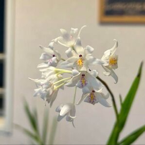 洋蘭原種 ポリスタキア・ネオベンサミア 高芽2本セット 珍品 洋ラン 2.5号鉢