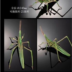 ショウリョウバッタ(緑色型) いきもの大図鑑 オオカマキリとショウリョウバッタ カプセル版
