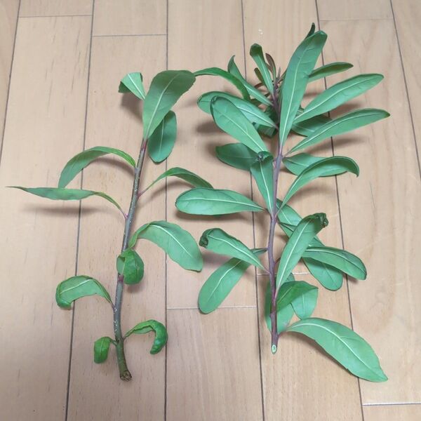 ヤマモモ 挿し枝用 2本