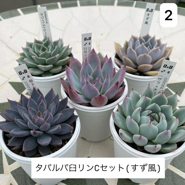タパルパ臼リンCセット(すず風)2