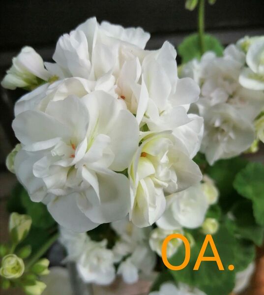 OA.バラ咲きゼラニウム 1鉢1本 花 花苗 多年草 匿名配送