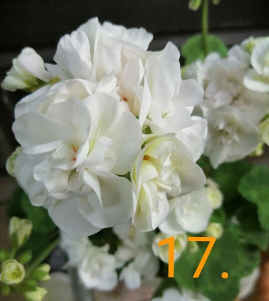 17.薔薇咲きゼラニウム ホワイト 花苗 1鉢1本 多年草 匿名配送
