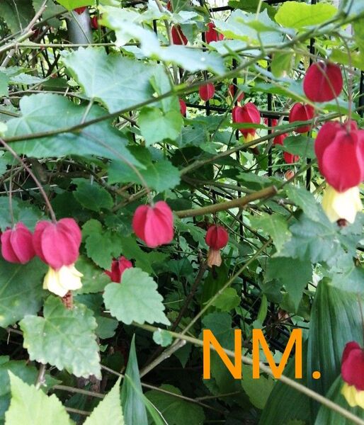 NM.アブチロンチロリアンランプ 挿し芽苗 1本 多年草 匿名配送