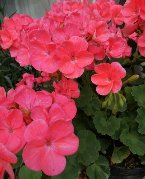 ゼラニューム 花苗 1鉢2本 お花が大きい ピンク 花付きが良い 多年草 匿名配送