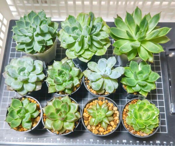 エケベリア、抜き苗11種類、おまけ付き