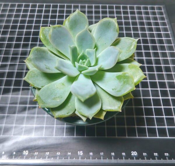 すず風、ぼのぼのさん、抜き苗、おまけ付き