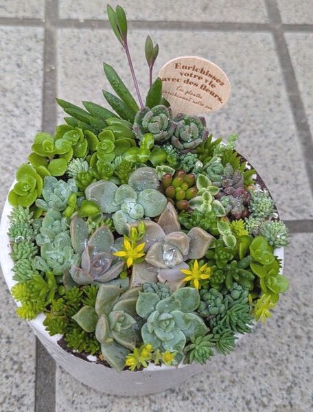 多肉植物 カット苗 寄せ植えセット 大きめ 2