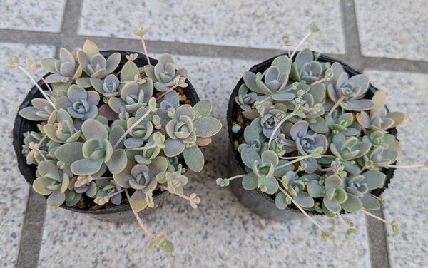 多肉植物 子持ち蓮華 ちび苗 抜き苗 6センチポット×2