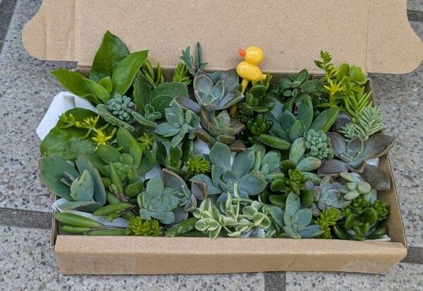 ネコポス発送 多肉植物 カット苗 寄せ植えセット あひる