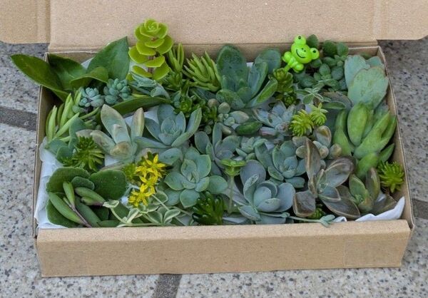 ネコポス発送 多肉植物 カット苗 寄せ植えセット かえる