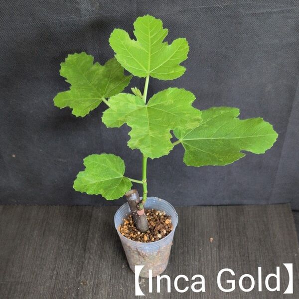 イチジクの苗【Inca Gold】
