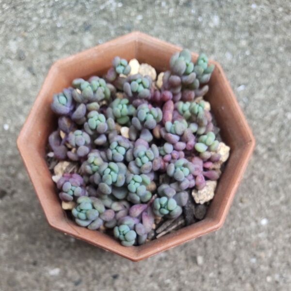 多肉植物 パープルヘイズ カット苗