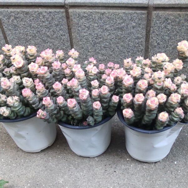 多肉植物 数珠星 銭串錦 1ポット