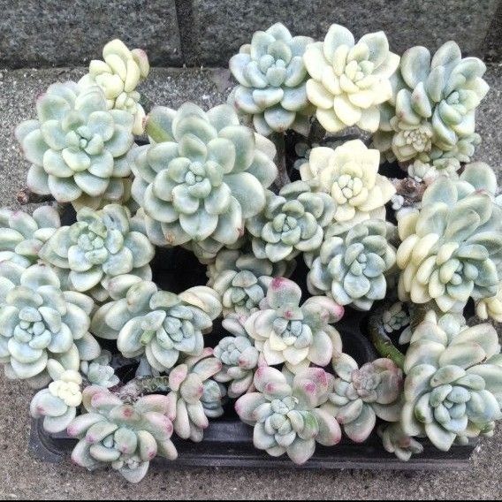 多肉植物 ラウル錦 5本カット苗