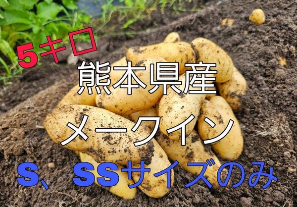 熊本県産 メークイン じゃがいも 5キロ S.SSサイズのみ