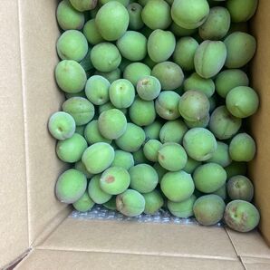 青梅 2キロ 自宅の庭の梅の木より収穫。