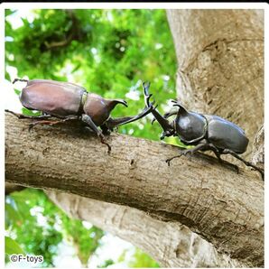昆虫ハンター2025 カブトムシ2種類セット