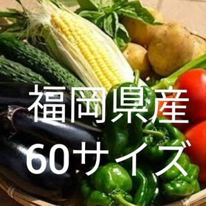 野菜詰め合わせ 野菜 農家直送 60サイズ