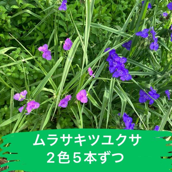 山野草 ナチュラルガーデン ムラサキツユクサ 無農薬