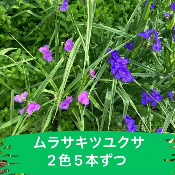 多年草 大輪 ツユクサ ムラサキツユクサ科 抜き苗 ナチュラルガーデン シェードガーデン グリーンガーデン