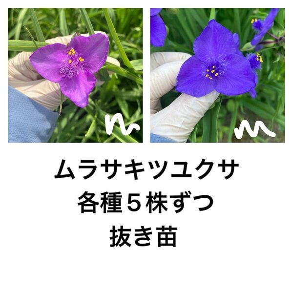 多年草 大輪 ツユクサ ムラサキツユクサ科 抜き苗 ナチュラルガーデン シェードガーデン 2色