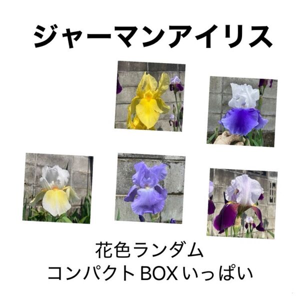 ジャーマンアイリス