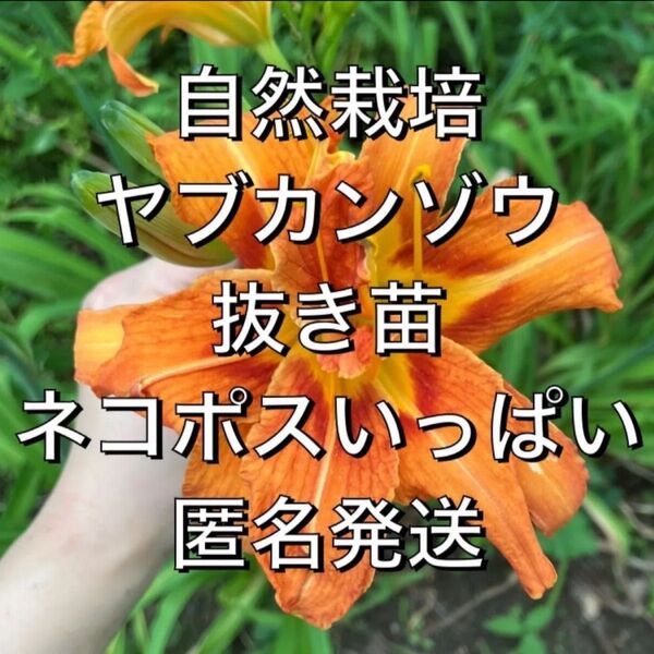 ヤブカンゾウ 無農薬 百合のような花 抜き苗 山荘 ネコポス箱いっぱい