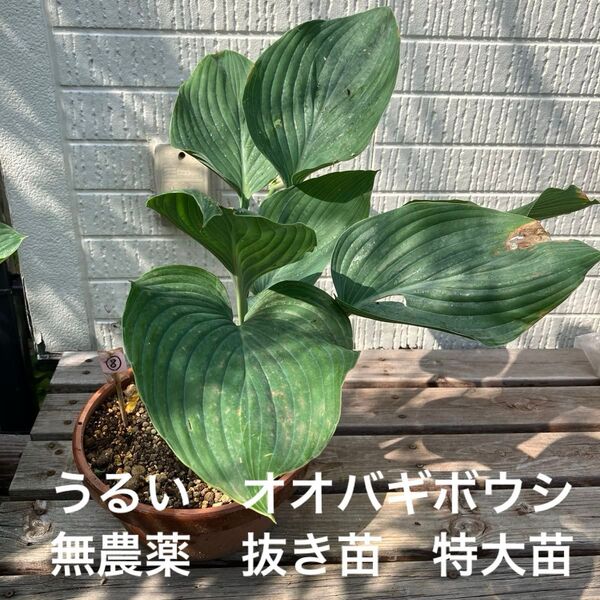 うるい オオバギボウシ 苗 山菜 無農薬 抜き苗 特大苗 シェードガーデン グリーンガーデン 山野草