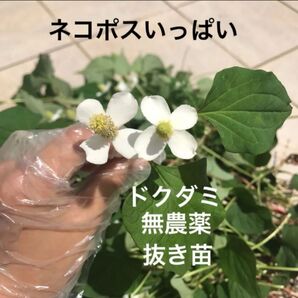 無農薬 ドクダミ 山野草