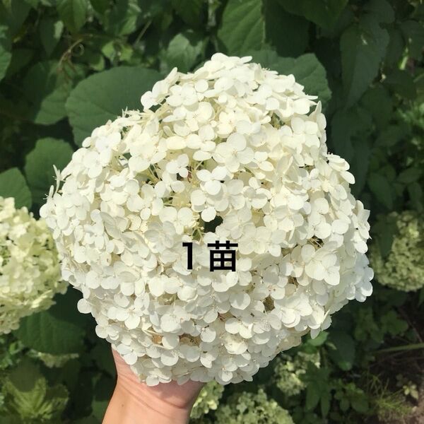 アナベル アジサイ あじさい 紫陽花 花色が白から緑に変化 抜き苗