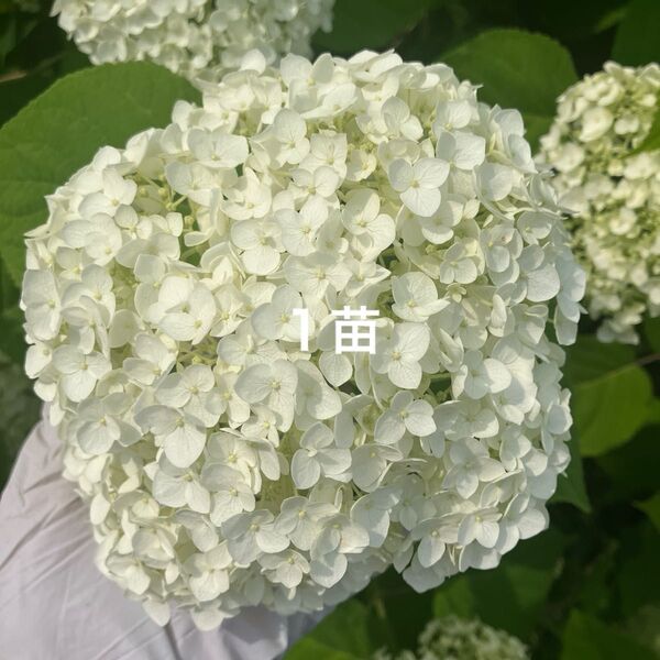 アジサイ 苗 アナベル あじさい 紫陽花