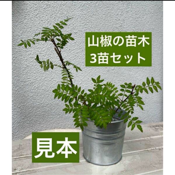 山椒の苗木 健康な根付き 3苗セット