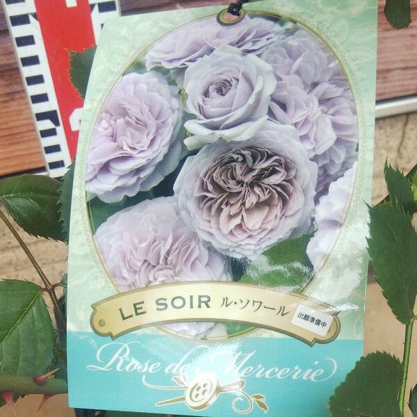 バラ苗 ルソワール 接木中苗 中香 正規品 6号鉢 薔薇 苗 ラスト