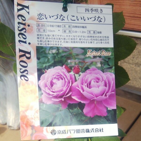 バラ苗 恋いずな 接木新苗 強香 強健 正規品 蕾付き 4号 薔薇 苗