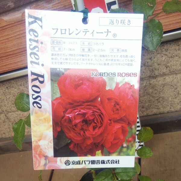 つるバラ フロレンティーナ 接木新苗 強健 正規品 4号 バラ苗 薔薇 苗