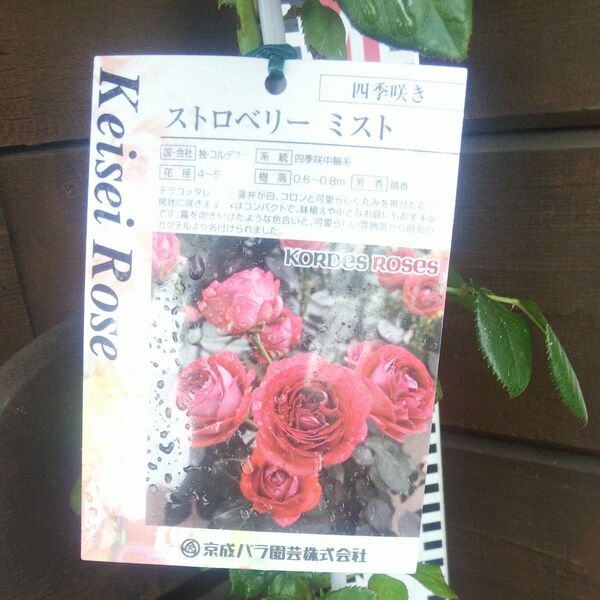 バラ苗 ストロベリーミスト 接木新苗 正規品 新品種 4号 薔薇 苗 テラコッタレッド