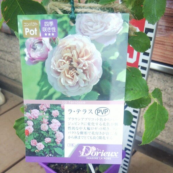 バラ苗 ラ・テラス 接木新苗 中香 正規品 4号 薔薇 苗 ラスト