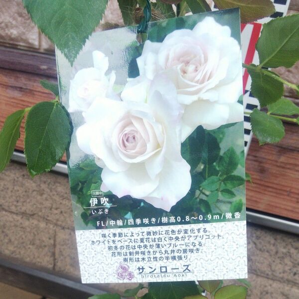 バラ苗 伊吹 接木新苗 4号鉢 正規品 蕾付き 薔薇 苗 ラスト